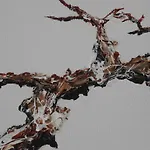 Adlerhorst サース・アルマゲル